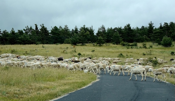 sheep
